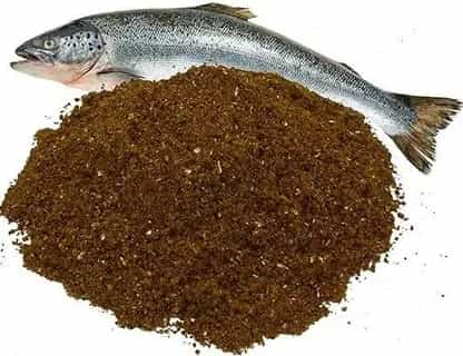 غذای ماهی قزل خوراک تقویتی طبیعی