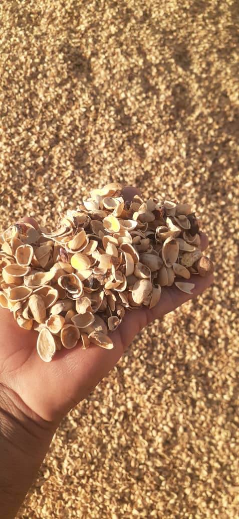 تصویر 4 از خرید پوست پسته خوراک دام باصرفه و اقتصادی