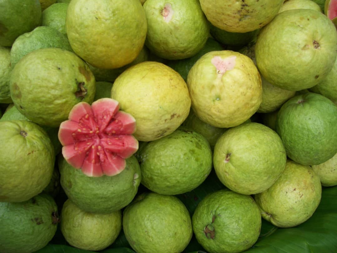 سود عالی بار فروش عمده گواوا جنوب