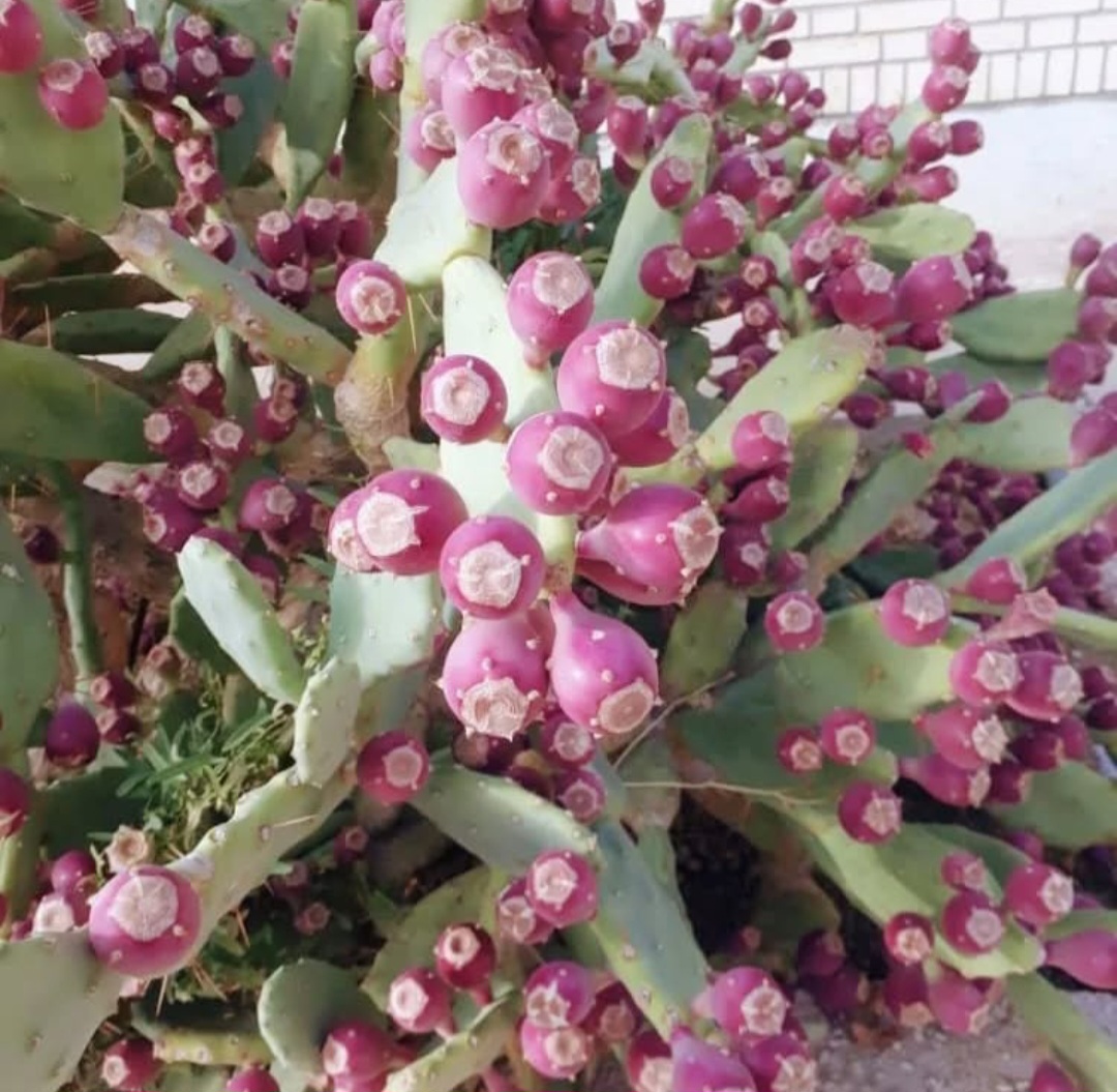 فروش عمده میوه کاکتوس تازه چین + تامین بار درجه یک