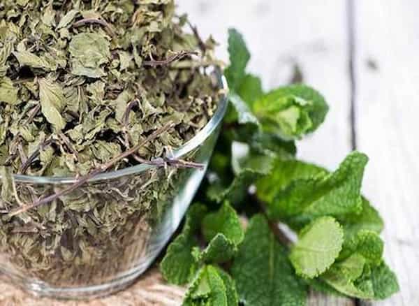 تصویر 1 از خرید و فروش گیاه دارویی نعناع با شرایط فوق العاده
