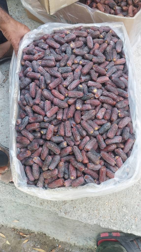 تصویر 2 از خرما پیارم درشت تازه با بهترین سورتینگ