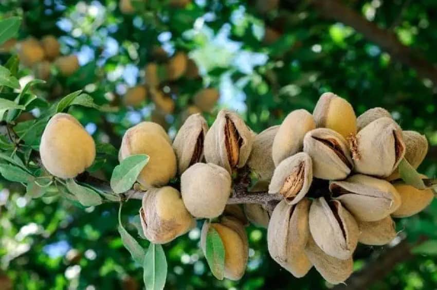 بادام درختي با پوست نازک مناسب فروش عمده