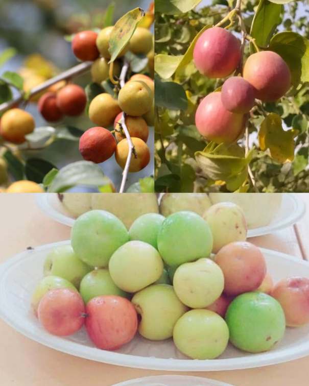 فروش فوق العاده نهال کنار پیوندی + فروش نهال کنار بدون هسته