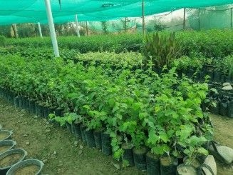 تصویر 1 از فروش فوق العاده نهال کنار پیوندی + فروش نهال کنار بدون هسته
