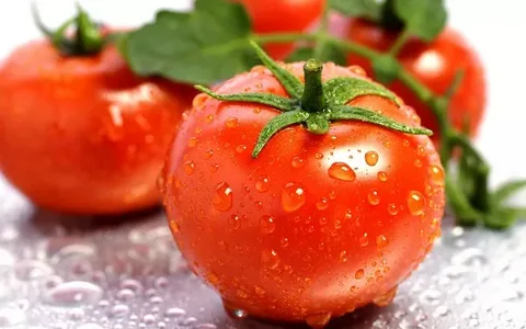 گوجه‌ فرنگی ارگانیک فصل با طعم عالی