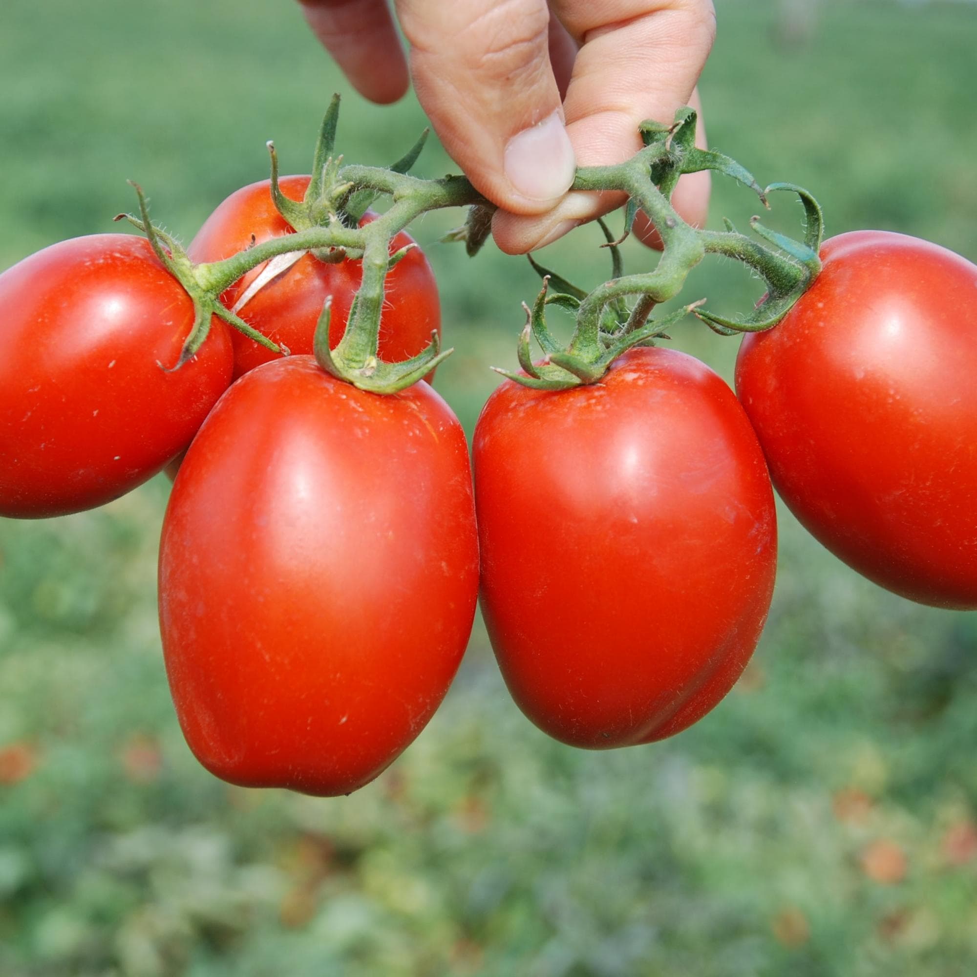 گوجه‌ فرنگی رب مخصوص پخت و فرآوری