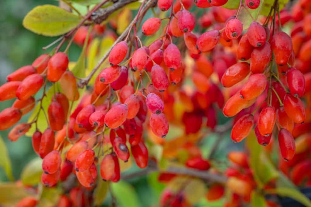 زرشک دانه اناری با طعمی ملس و خوشمزه