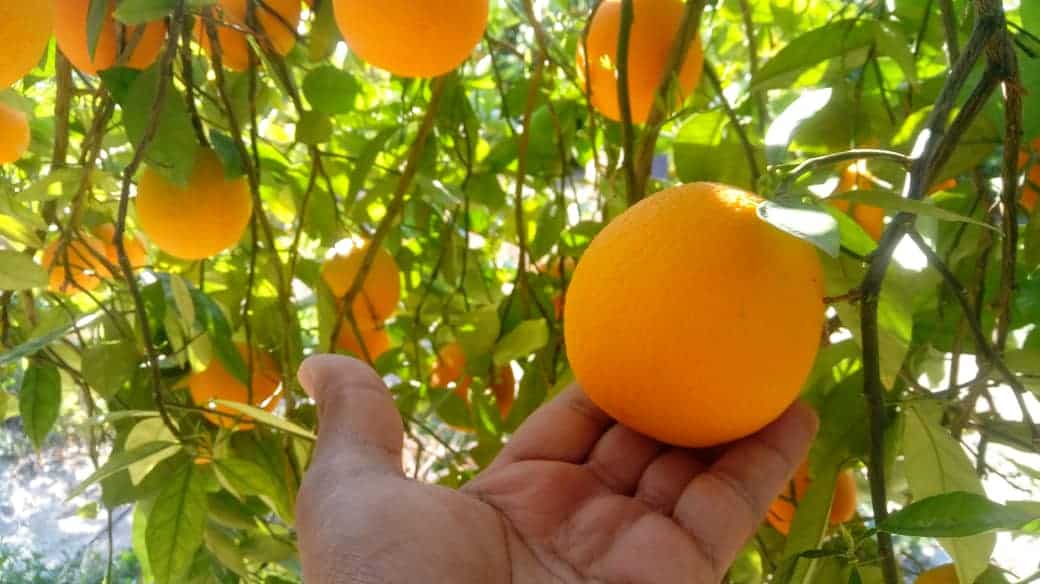 تصویر 2 از پرتقال عمده تازه با کیفیت بالا و رنگ طبیعی