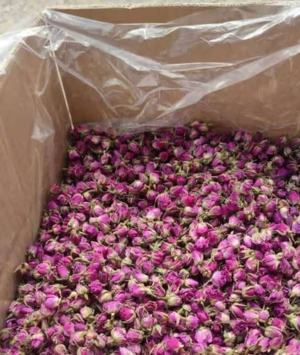 تصویر 2 از غنچه گل محمدی خشک با استاندارد کیفیت