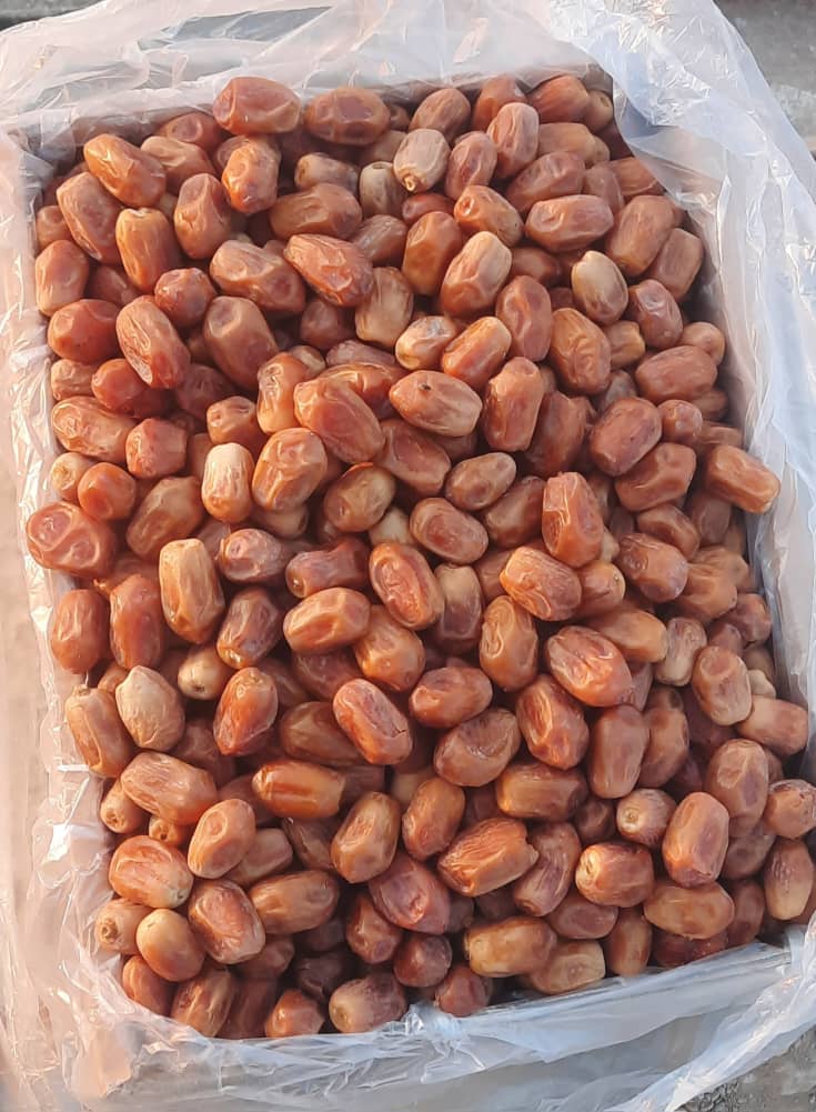 تصویر 3 از خرما زاهدی ارگانیک تازه برداشت شده نخلستان بوشهر