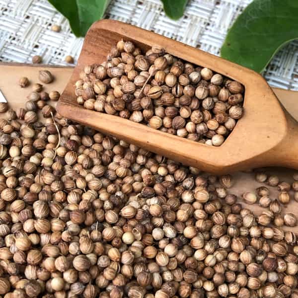 گشنیز گیاه قابل استفاده در غذا های محلی و بین‌ المللی