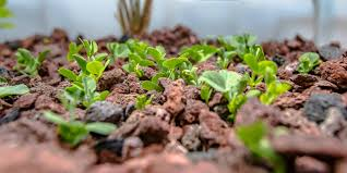 تصویر 4 از پوکه معدنی برای باغچه و فضای سبز
