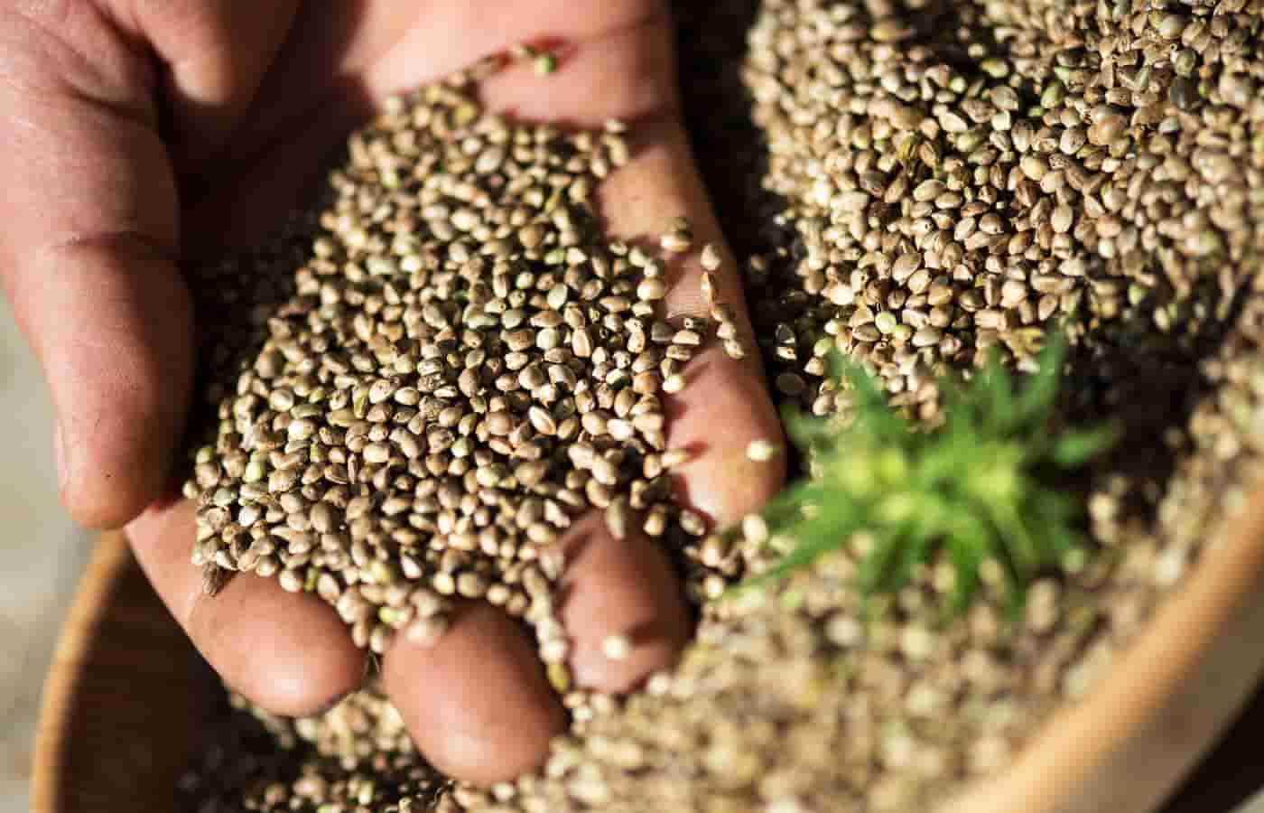 تخم گشنیز رفسنجان آماده مصرف در انواع غذا ها