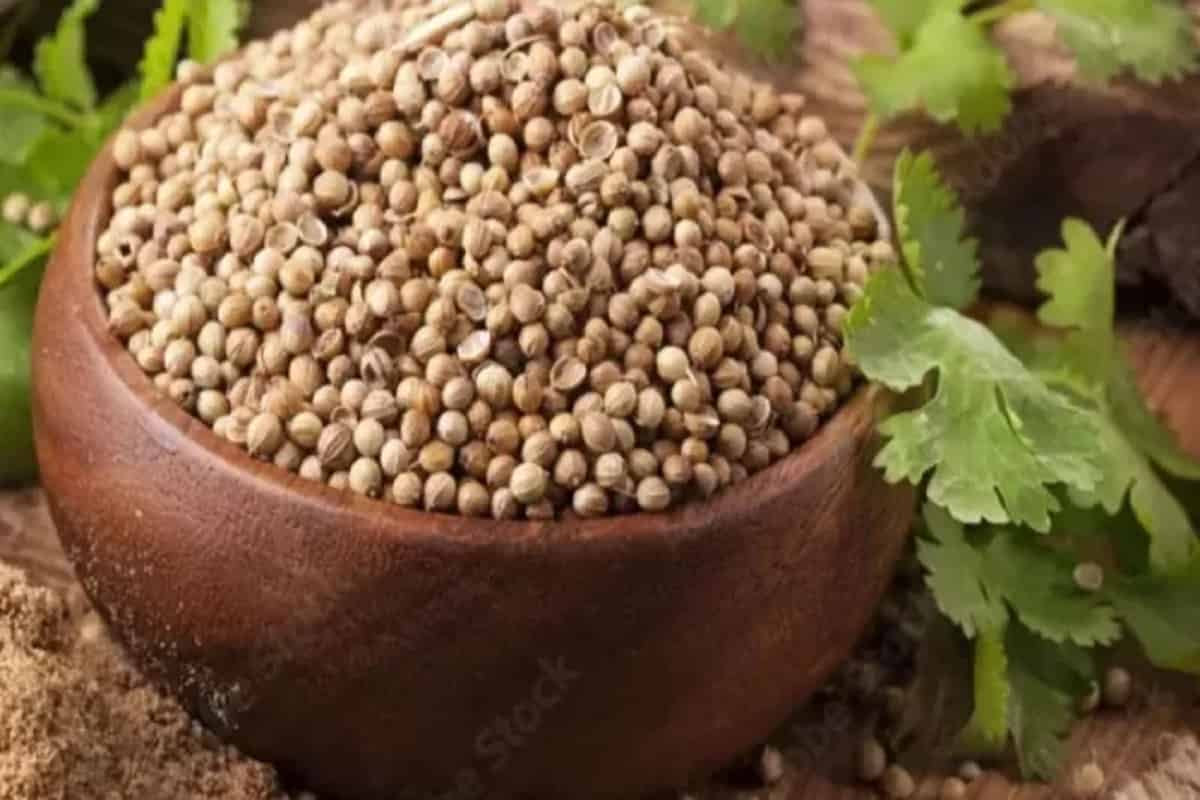 تصویر 3 از بذر گشنیز تازه دانه‌ های یکدست و مقاوم برای مصرف طولانی