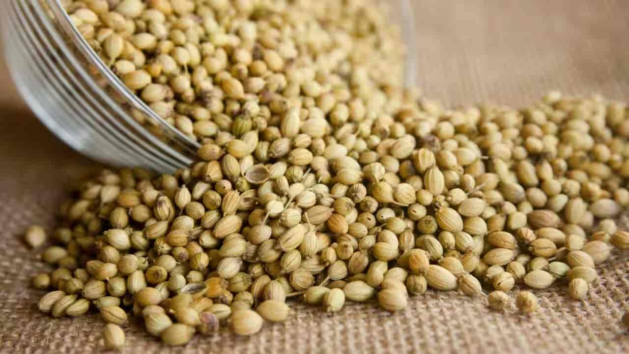 تصویر 2 از تخم گشنیز مکزیکی مناسب ترکیبات غذایی خاص