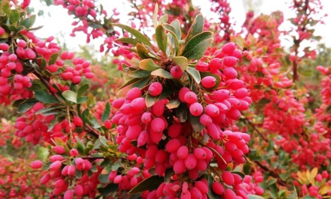 تصویر 2 از خرید و قیمت زرشک زیر تالاری بیرجند + فروش عمده
