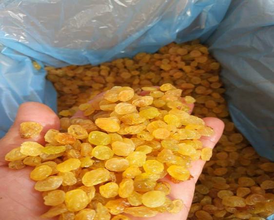 تصویر 3 از کشمش طلایی امروز تازه برداشت شده و پاک شده