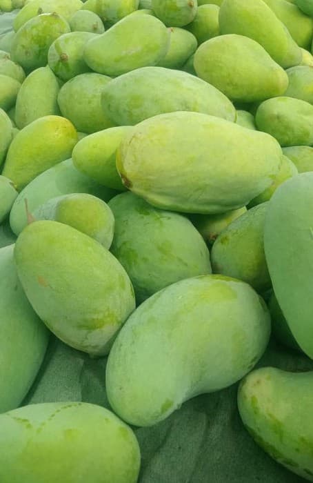 تصویر 2 از خرید و قیمت میوه انبه  + فروش صادراتی