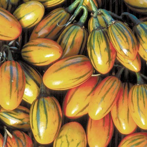 فروش بادمجان توگا