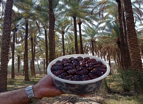 تصویر 2 از خرما کبکاب خشک خوش بافت و ملس