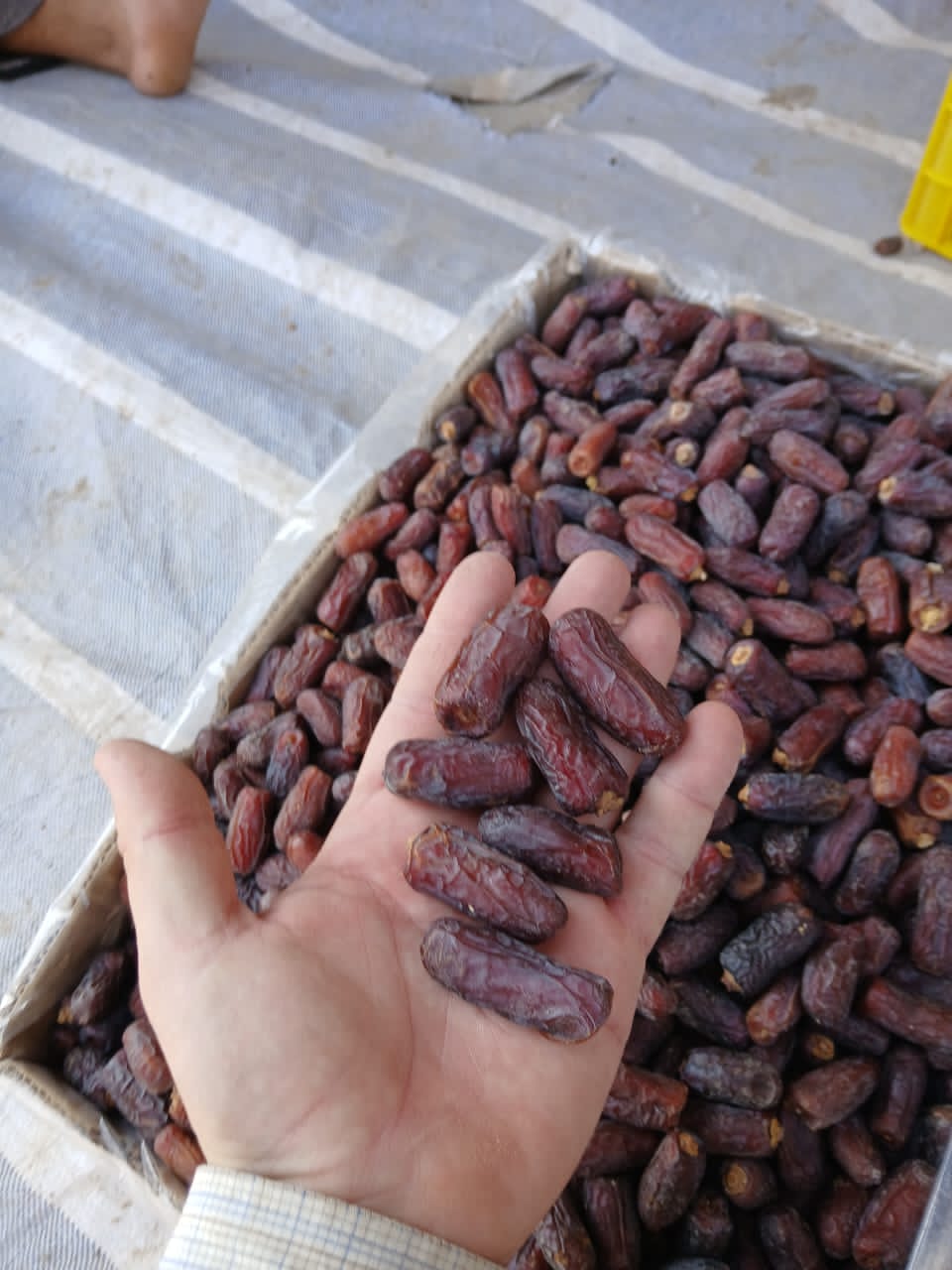 تصویر 2 از خرما پیارم تازه خوش طعم مخصوص شیرینی پزان