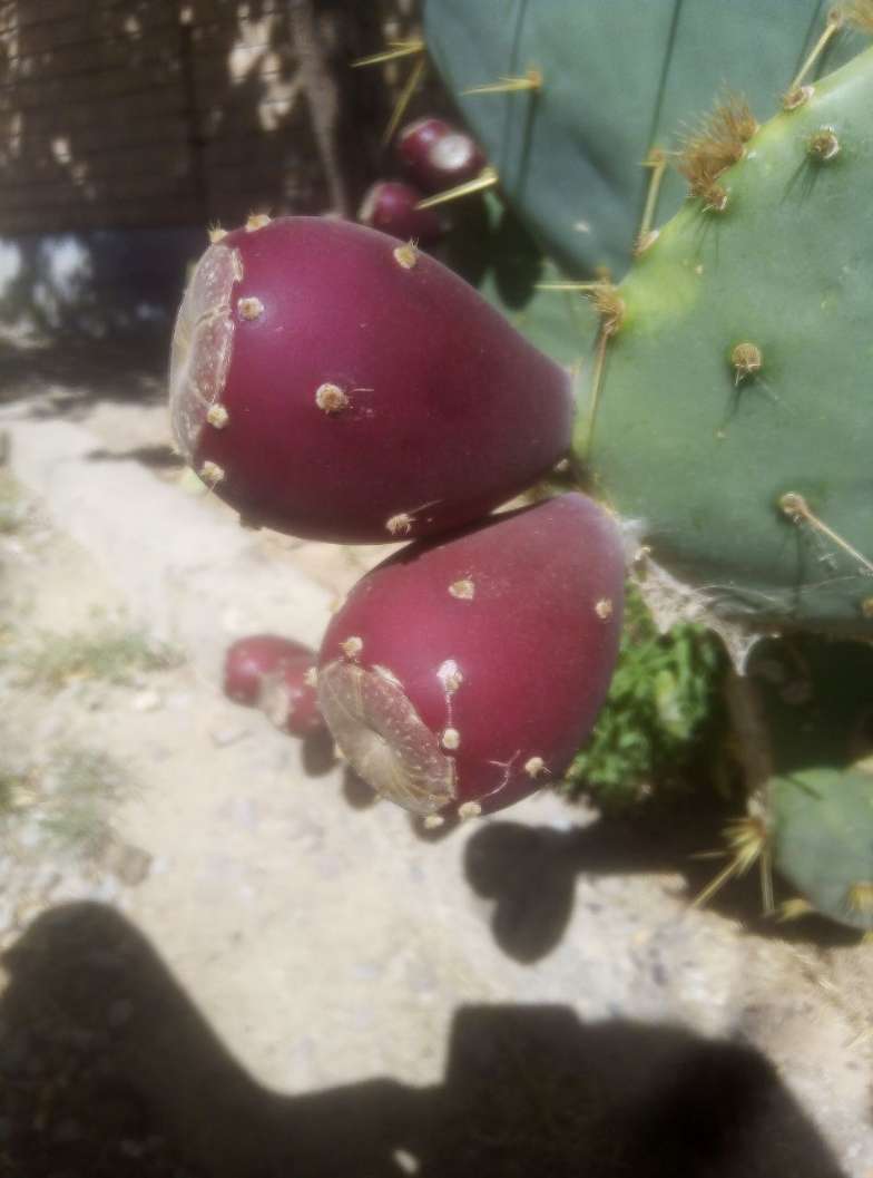 تصویر 2 از فروش عمده میوه کاکتوس صادراتی + تامین عمده میوه کاکتوس انگلمانی