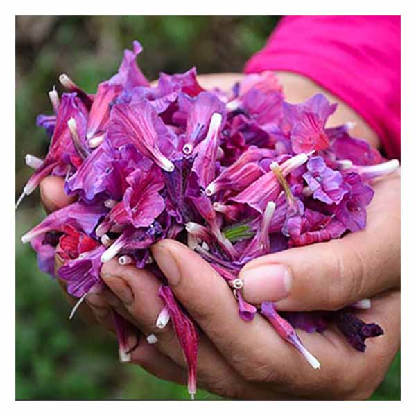 تصویر 3 از گل گاوزبان صحرایی مناسب استفاده روزانه و افزایش انرژی بدن