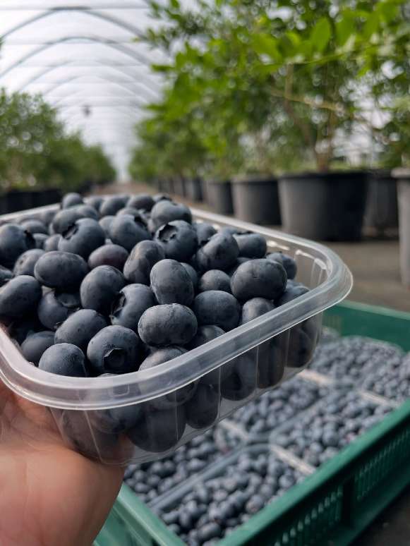تصویر 5 از فروش عمده بلوبری در رشت + فروش عمده بلوبری در تهران