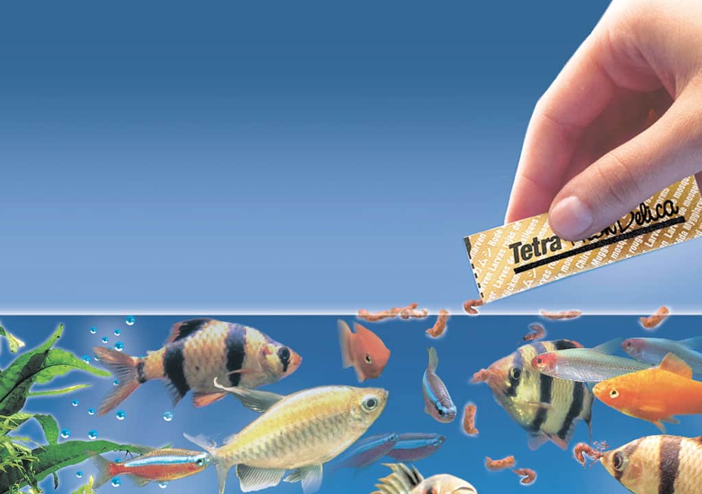 غذای ماهی گوپی بچه تقویت سیستم ایمنی و مقاومت طبیعی