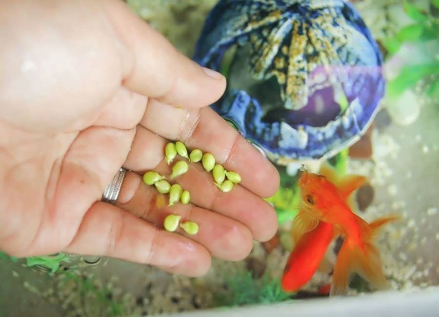 غذای ماهی گیاه خوار با عناصر تقویتی برای پوست و باله‌ ها