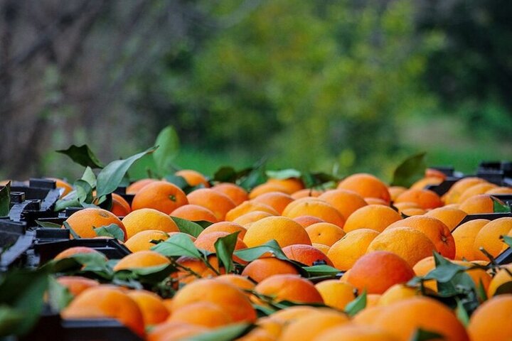 تصویر 2 از پرتقال شهسواری درجه یک دستچین شده
