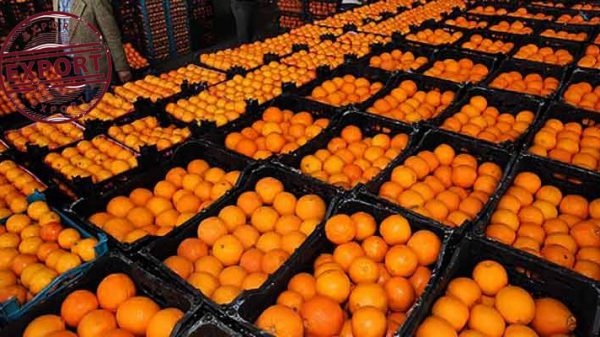 تصویر 1 از پرتقال زرد خوشه‌ ای از باغ‌ های جنوب با تازگی کامل و طعم لذیذ