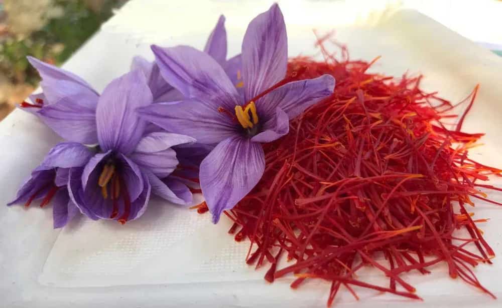 زعفران پوشال