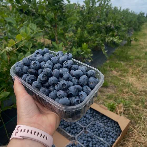 تصویر 4 از فروش بلوبری در مشهد از باغات ایران + بلوبری خرید آنلاین
