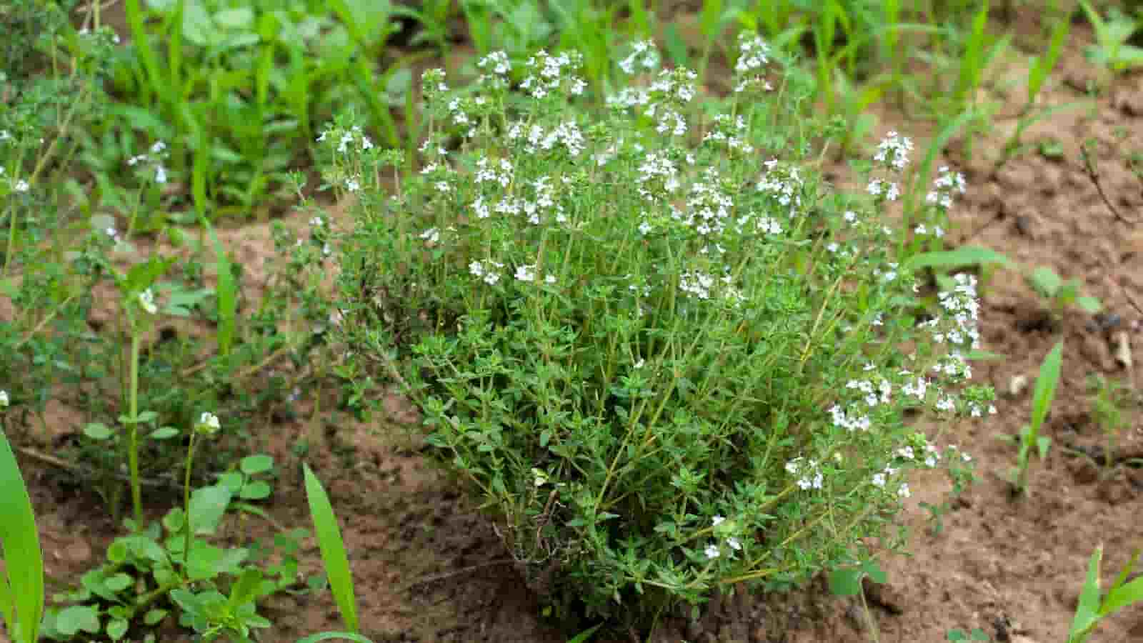 آویشن گیاهی