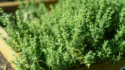 آویشن اسپانیایی مناسب آشپزی بین المللی
