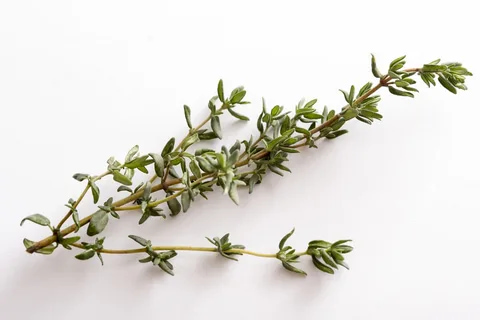 گل آویشن والایار مناسب ترکیب با گیاهان معطر