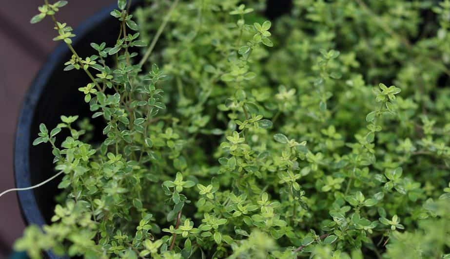 تصویر 1 از گل آویشن کوهی با جلوه وحشی و چشم نواز