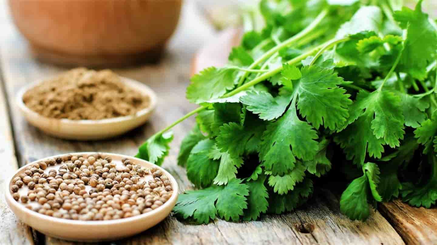 تخم گشنیز سبزوار با کیفیت مرغوب و بوی طبیعی