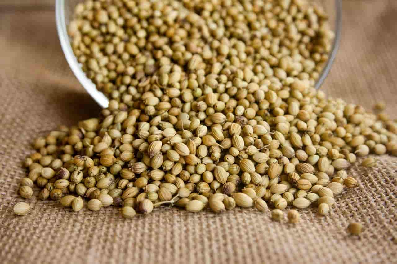 تصویر 3 از تخم گشنیز افغانی تازه و دارای عطر اصیل