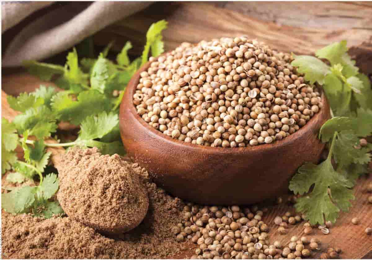 تصویر 4 از تخم گشنیز تنکابن مناسب برای صنایع غذایی