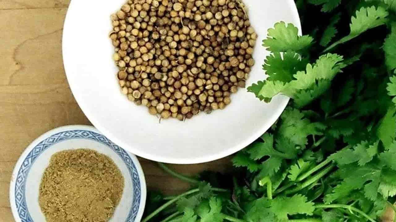 تصویر 3 از تخم گشنیز هلندی دارای خواص طبیعی و مفید