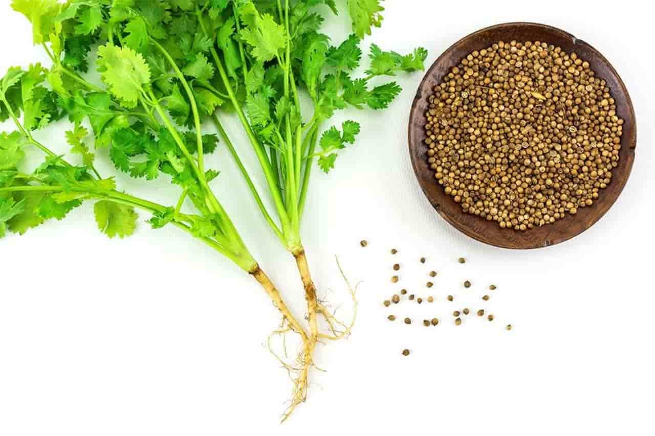 تخم گشنیز خشک شده استفاده در آشپزی ایرانی