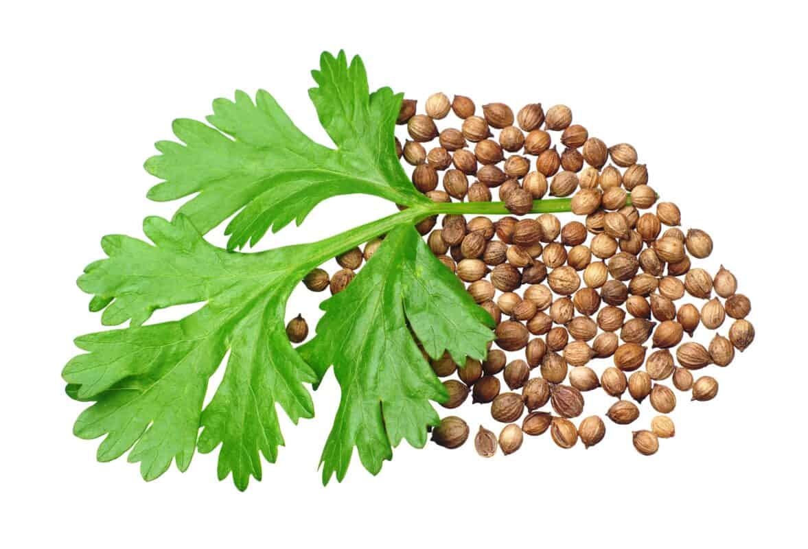 تخم گشنیز کوهی دست‌ چین شده