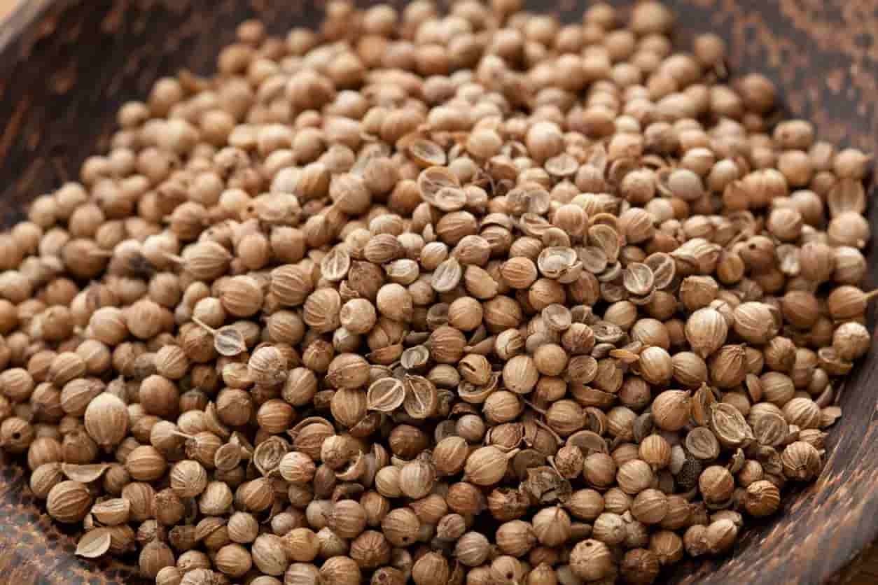 تصویر 2 از تخم گشنیز کوهی دست‌ چین شده
