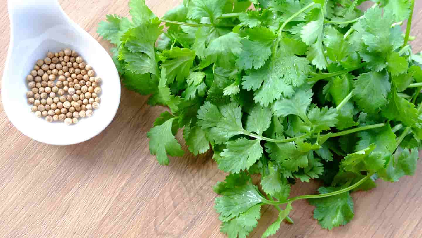 تصویر 4 از تخم گشنیز کوهی دست‌ چین شده