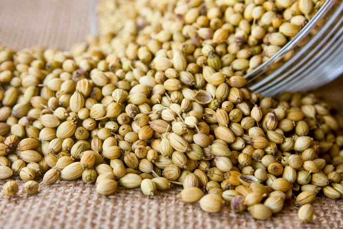 تصویر 1 از تخم گشنیز قرمز با طعم اصیل