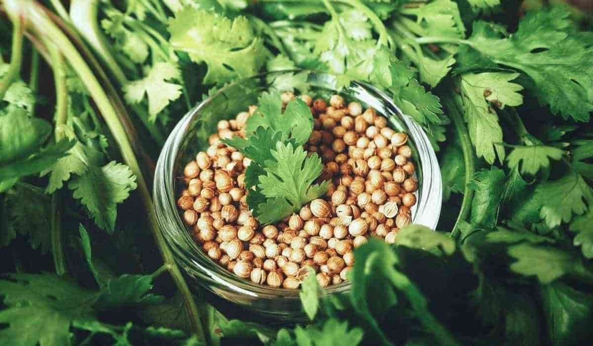 تصویر 4 از تخم گشنیز اندرزگو با دانه های درشت و اصیل