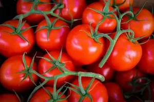 تصویر 2 از گوجه‌ فرنگی تازه و آبدار با کیفیت عالی و طعم طبیعی